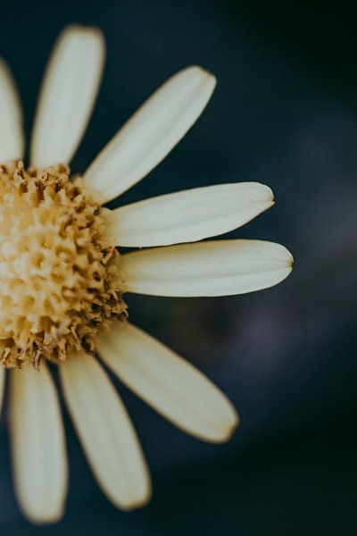 Yellow flower by Elise van Gils