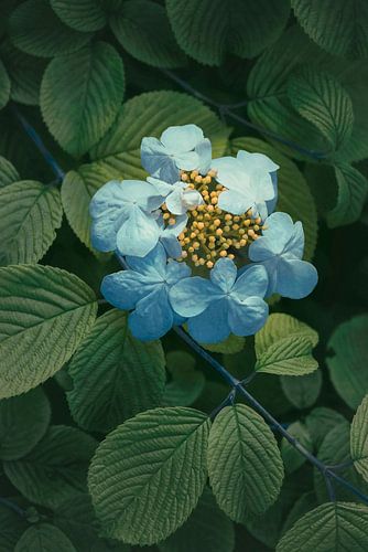 Het struikje in het park