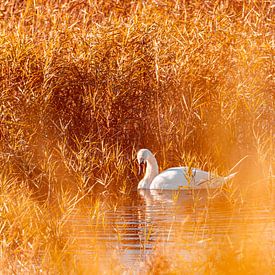 Wilder Schwan von Yanuschka | Fotografie Noordwijk