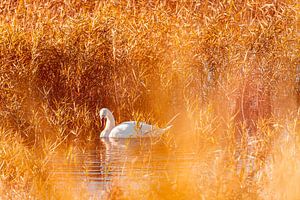 Cygne sauvage