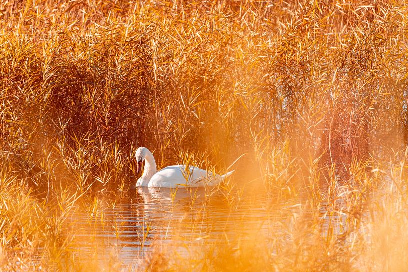 Wild swan by Yanuschka | Fotografie Noordwijk