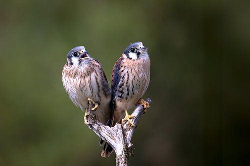Kestrels