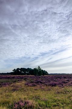 Strabrechtse Heide 122 van Deshamer