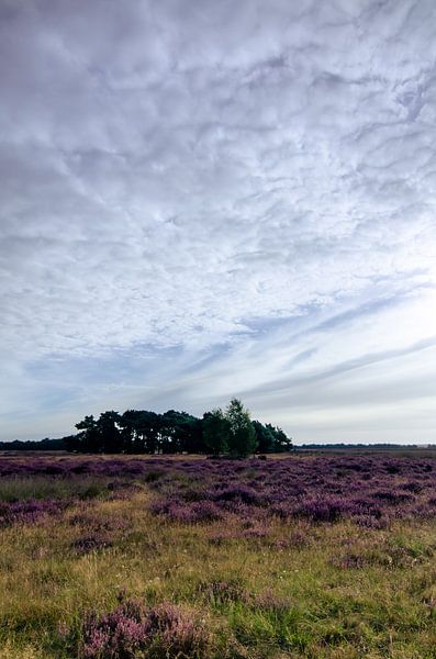 Strabrechtse Heide 122 par Deshamer