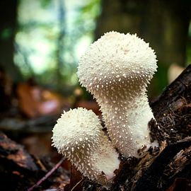 Bottle Sting, Lycoperdon perlatum, in the forest by Heiko Kueverling