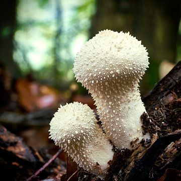 Lycoperdon perlatum, in het bos