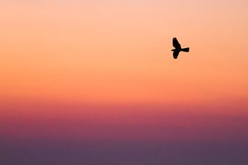 Nachtzwaluw bij gekleurde avondlucht van Menno van Duijn