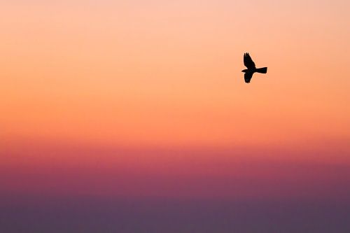 Nachtzwaluw bij gekleurde avondlucht