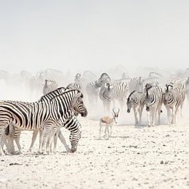 troupeau de zèbres sur le plateau salé d'Etosha sur margreet van vliet