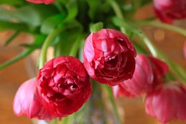 Gefüllte Tulpen von Thomas Jäger