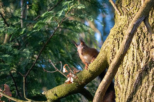 Squirrel in tree by Skyler Muller