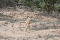 Gazelle von Gilian Fijen Miniaturansicht