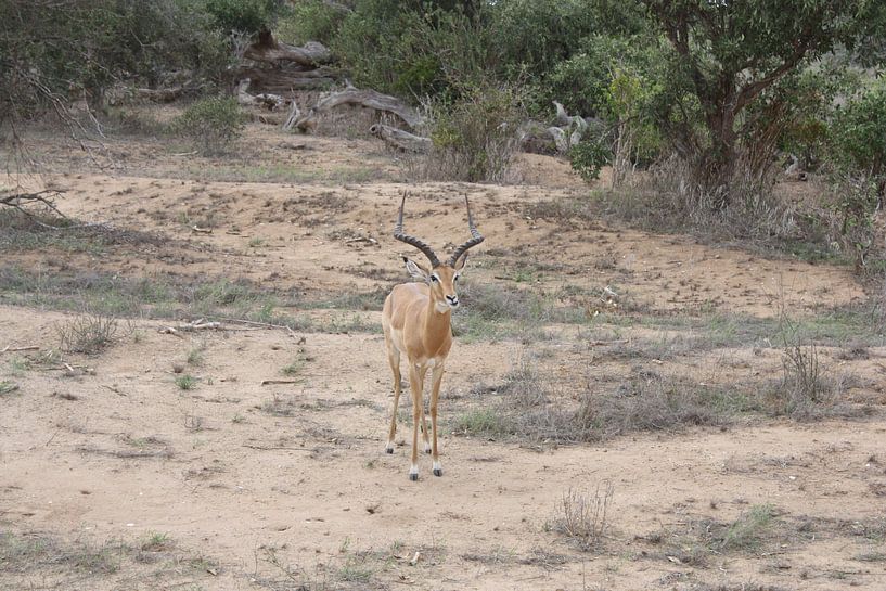 Gazelle von Gilian Fijen