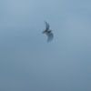 ICM - long exposure bird 3 by Erik Reijnders