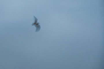 ICM - long exposure bird 3 by Erik Reijnders
