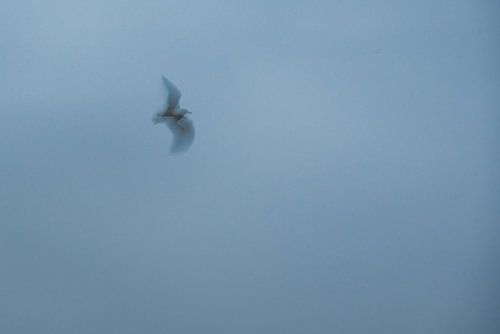 ICM - Langzeitbelichtung Vogel 3 von Erik Reijnders