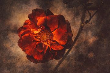 Abstract flower photo 7