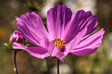 Cosmea von Rob Boon