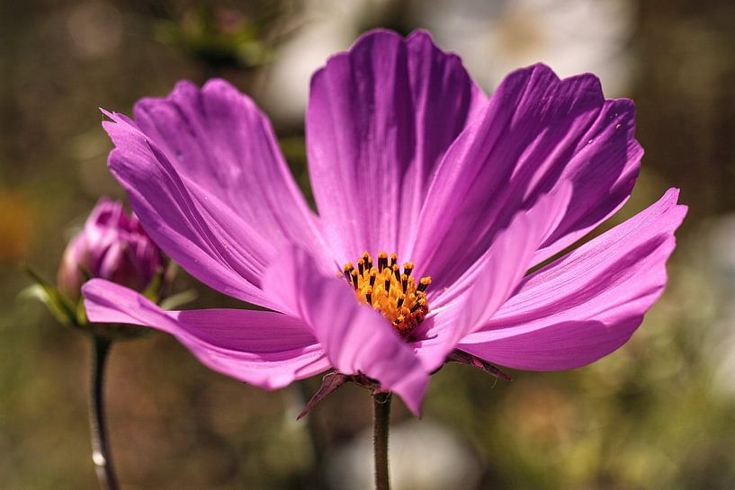Cosmea by Rob Boon