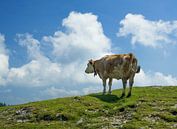 Koe met bel in zomers weide landschap van Mariska Vereijken thumbnail