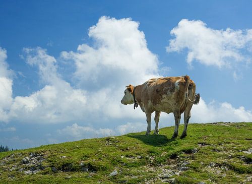 Koe met bel in zomers weide landschap