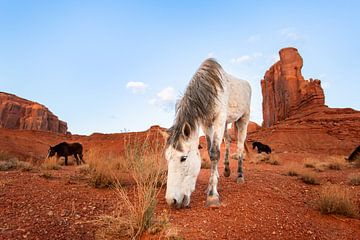 Witte wilde paard in monument Valley - Californië natuur landschap foto print - reis fotografie van LotsofLiekePrints