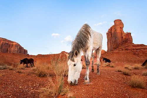Witte wilde paard in monument Valley - Californië natuur landschap foto print - reis fotografie