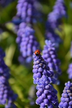 Marienkäfer auf den violetten Blüten der blauen Traube von Robin Verhoef