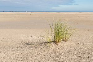 Strand met een plant helmgras sur Tonko Oosterink