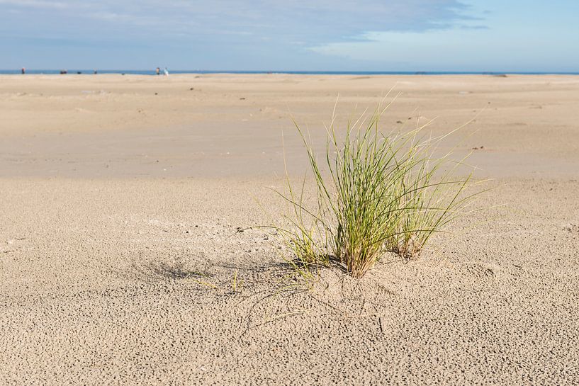 Strand met een plant helmgras par Tonko Oosterink