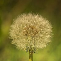 Pardenblume