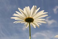 a bloeiende margriet closeup en een blauwe lucht in de achtergrond