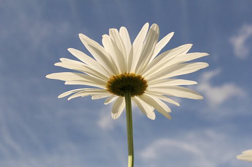 a bloeiende margriet closeup en een blauwe lucht in de achtergrond