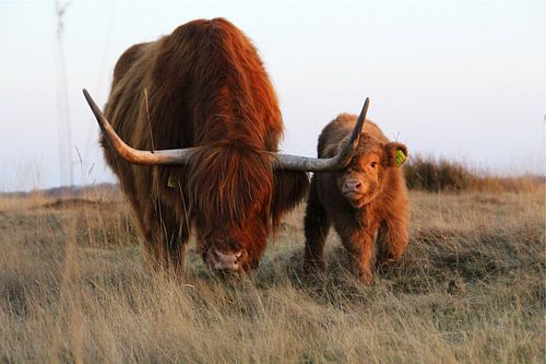 Schottischer Highlander mit jungem