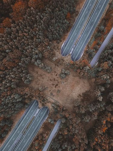 Wildlife crossing in autumn colours