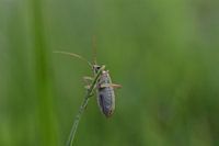 Makrofoto eines Käfers im Gras