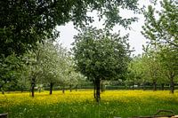 Spring trees in lawn full of buttercups