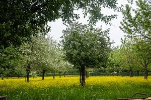 Frühlingsbäume im Rasen voller Butterblumen