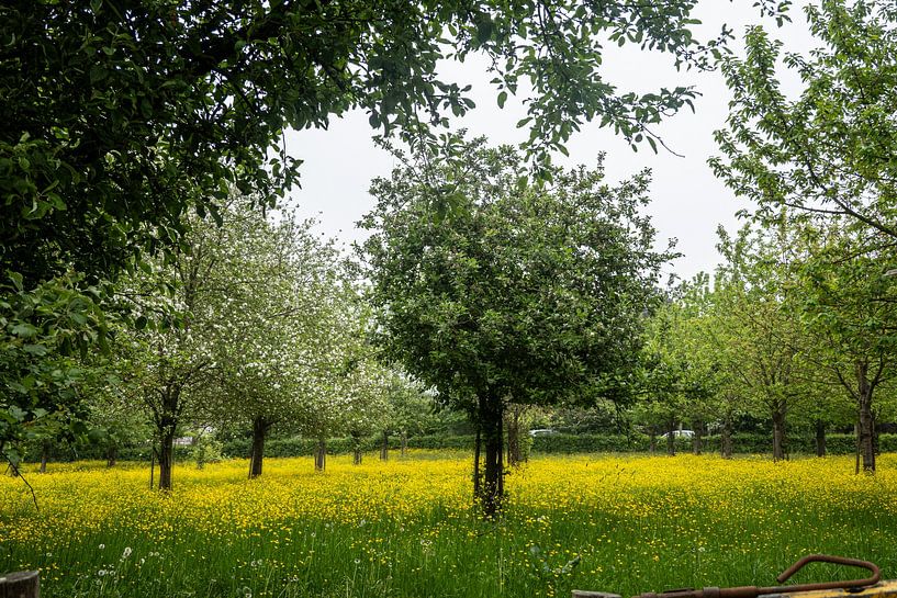 Spring trees in lawn full of buttercups by Diana Kors