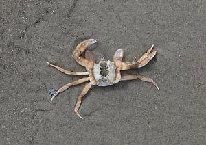 Eine Krabbe am Strand