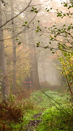 Mistige Herfstmorgen van Mootjes