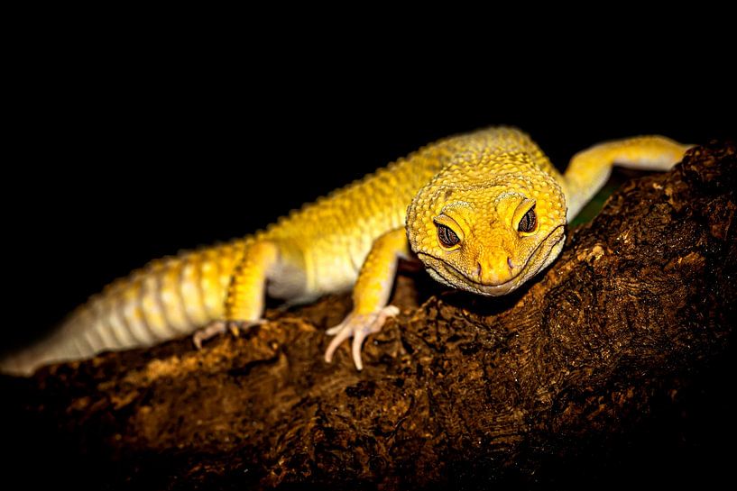 Gekko von Frames by Frank