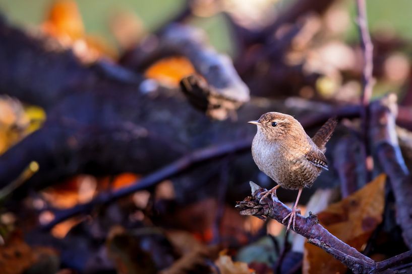 Winterkoninkje (Troglodytes troglodytes) van Dirk Rüter