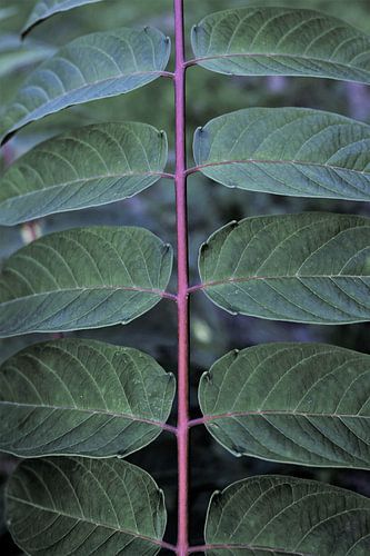 Trapje naar de maan 2.2