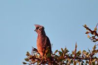 "L'oiseau avec la crête profite du soleil.