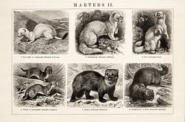 Bildungstafel Marters II von Studio Wunderkammer