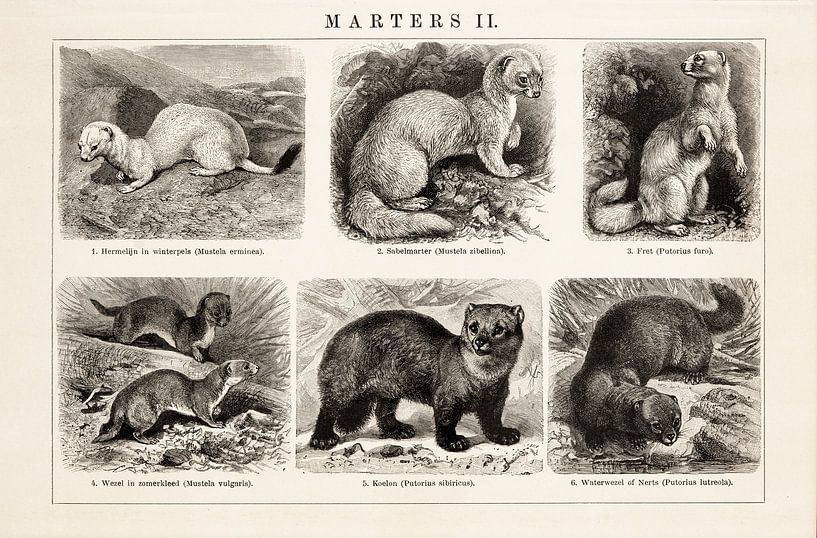 Plaque pédagogique Marters II par Studio Wunderkammer