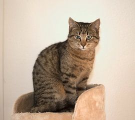 Poserend Poesje  von Juul Baars