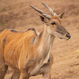 Elandantilope van Nicola Mathu