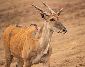 Antilope élan sur Nicola Mathu